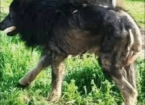 “Werewolf” Stands On Side Of Road For Months: Then A Stranger Approaches And Does The Unthinkable