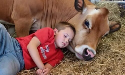 My younger brother won’t sleep in his bed—he insists the cow is aware of the secret.
