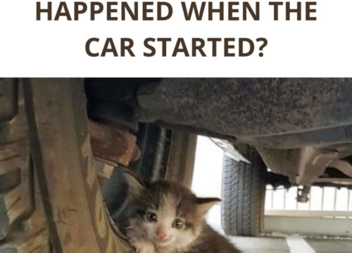 She Never Expected the Question — But When Her Husband Sent a Photo of a Muddy Kitten and a Sweet Smile, It Stole Her Heart