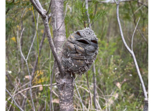 It Looked Like a Free Bird at First — But What She Learned About Its Eligibility Shocked Her