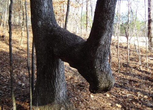 Spot a Bent Tree in the Forest? Here’s Why You Should Look Around Right Away