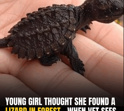 A Young Girl Thought She Found a Lizard — But When the Vet Saw It, He Couldn’t Believe His Eyes