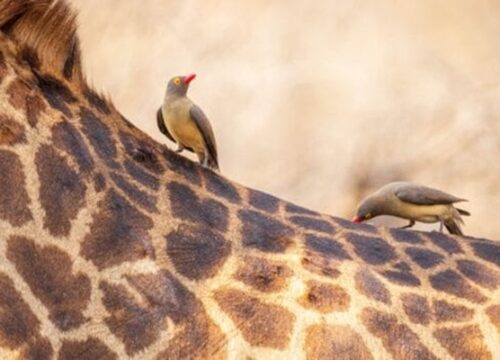 A Giraffe Stunned the Photographer — What Happened Next Broke Their Heart