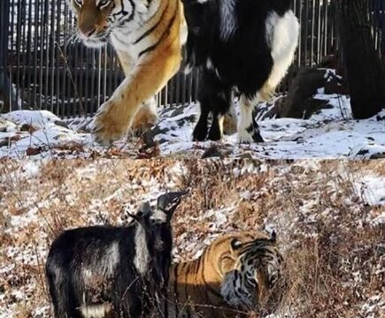 From Predator to Companion: The Unexpected Friendship of Amur and Timur
