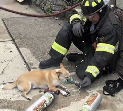 Brave Firefighter Saves Small Chihuahua from Blaze, Risking His Own Life
