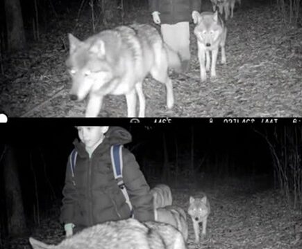 How the Wolves Showed Me the Way — The Story of a Lost Boy