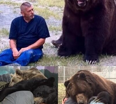 “Jimmy the Bear — A Kind-Hearted Giant Who Loves Everyone”