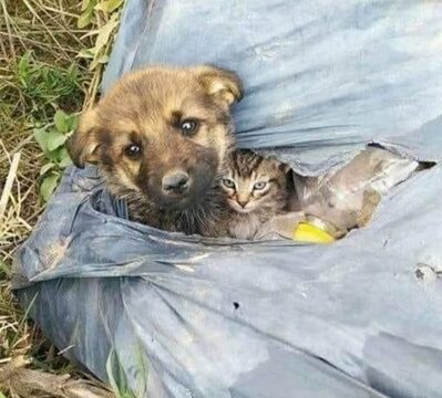 Abandoned but Not Alone: The Inspiring Friendship Between a Puppy and a Kitten