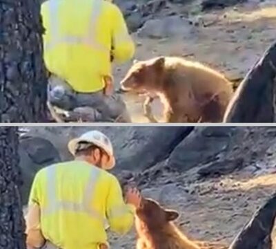 The Man Who Went to Cut Trees and Found His Conscience Instead