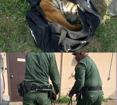 Border Rescue Unveils a Tiger in a Bag, Stunning Everyone