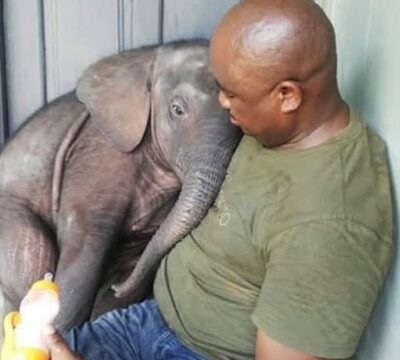 Saved from Poachers, Tembo Begins a New Life of Hope