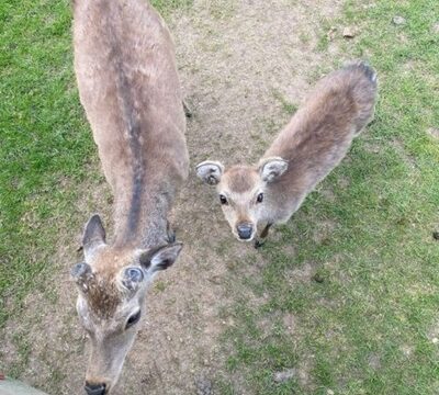 I ASSUMED THEY WERE MERELY INQUISITIVE DEER—BUT THEN I NOTICED WHAT THE YOUNG ONE WAS HOLDING