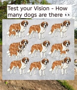 Only the keen-eyed can spot them! – Count the dogs!