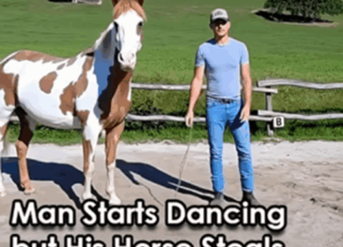 (Video) Man Breaks into Dance, But the Horse Steals Everyone’s Attention!