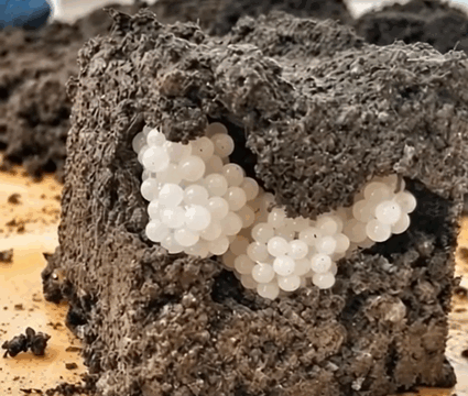 Strange White Balls Appeared in the Garden – The Discovery Was Unexpected