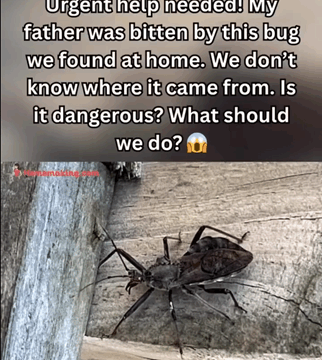 “Steps to Take After Being Bitten by an Assassin Bug”