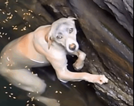 Struggling to survive, a drowning dog clings to life, hoping for rescue.