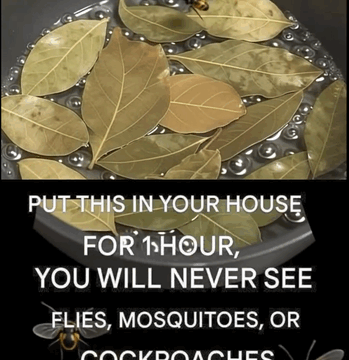 Natural Pest Control: Gentle Ways to Keep Your Home Bug-Free