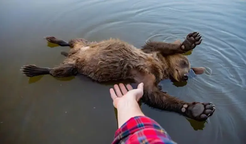 I Rescued a Drowning Bear Cub — But the Noise Behind Me Made My Heart Stop