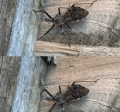 Kissing Bugs and Chagas Disease: What You Should Know to Stay Safe