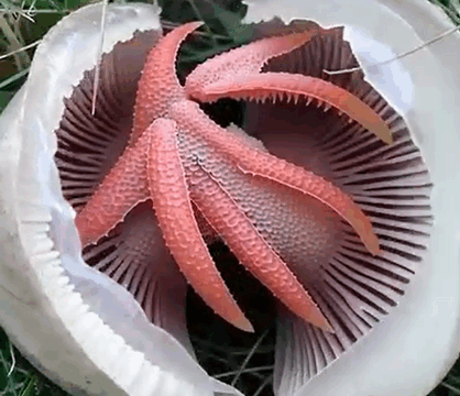 A Slimy, Foul-Smelling Red Thing Appeared in My Yard — I Was Stunned When I Learned What It Really Was