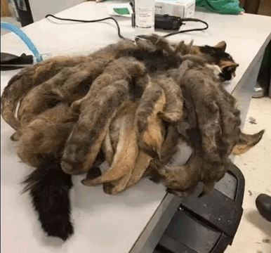 The Street Find That Triggered an Unbelievable Transformation