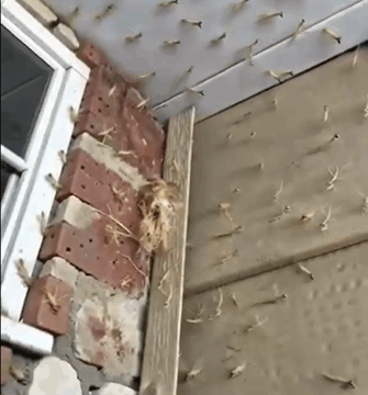 A praying mantis nest just hatched right by my front door!