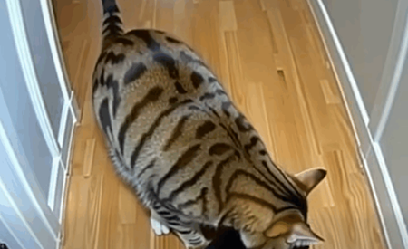 After my cat somehow managed to bring puppies home, a police officer showed up at the door!