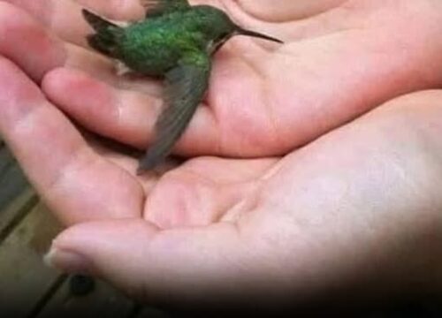 Did You Know? A Hummingbird Visiting Your Home Could Mean Something Special