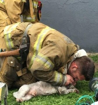 A brave group of firefighters saved a lifeless dog from a devastating fire, performing mouth-to-snout resuscitation to bring the animal back to life after it was pulled from the flames.
