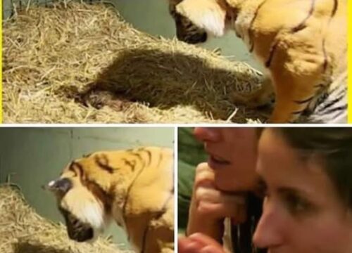 The Secret Inside the Silver Ring – A Story About Quiet Strength, Hidden Messages, and the Kindness That Travels Further Than We Realize