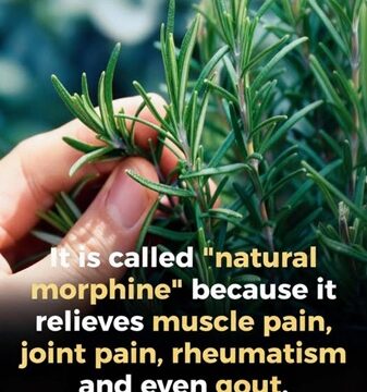 The Powerful Benefits of This Time-Tested Herb for Older Adults