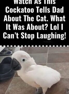 You HAVE to See This Cockatoo Reporting the Cat’s Mischief — I’m Still Laughing!