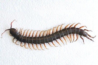 The Surprising Reason You Should Stop Killing House Centipedes