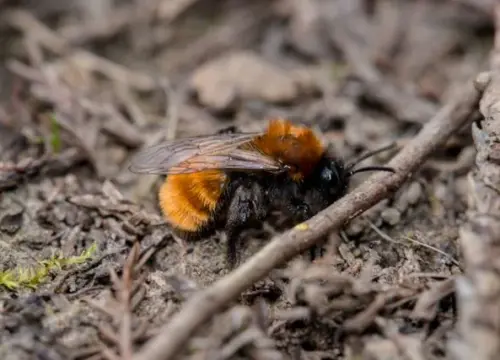Why Bees Might Be Attracted to Clothes Hung Outdoors