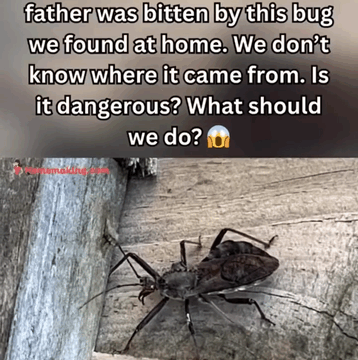 Steps to Take After Being Bitten by an Assassin Bug