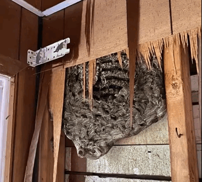 The strange rattling inside our bedroom wall wouldn’t stop, so my husband broke through the drywall — and what he found on the other side shook our entire family.