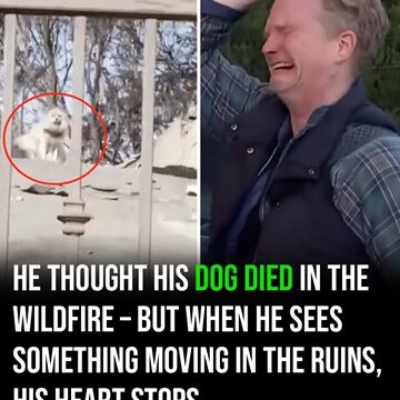 After five days apart, man finds his dog following wildfire destruction
