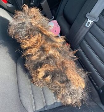 Covered by the Tangles of Fur