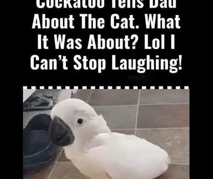 Watch how this clever cockatoo tells Dad what the cat has been up to