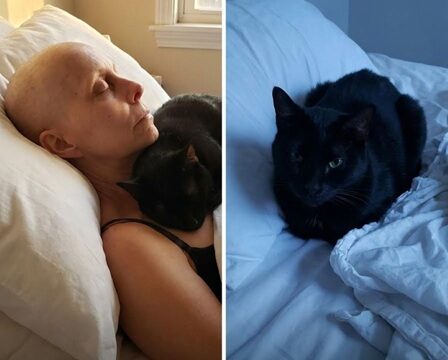After My Mother Passed Away, Her Cat Disappeared — and Christmas Eve Brought an Unexpected Turn