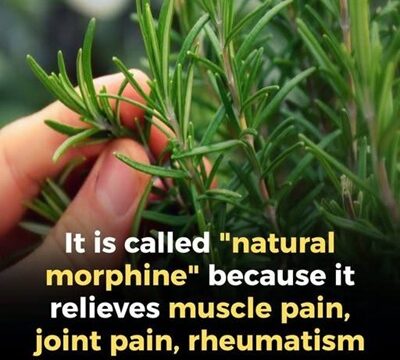 Rosemary: A Gentle Ally for Seniors and Its Everyday Health Benefits