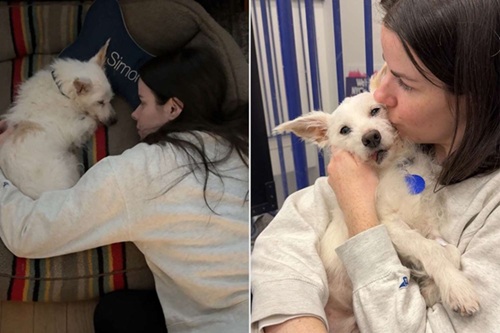 “Woman Gives Foster Dog One Last Night of Love Before He’s Euthanized: ‘Family for Just 24 Hours’”