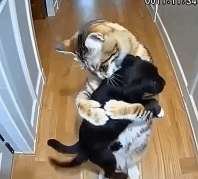 “A Cat Delivers Puppies to My House — What Happened When a Policeman Knocked Shocked Me”