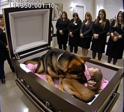 At a Funeral, a German Shepherd Refused to Leave a Little Girl’s Coffin—The Following Events Astonished All