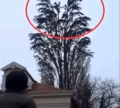 He was filming a tree, but at 0:18, something happened that shocked him Watch the unexpected moment caught on camera…