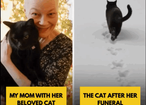 After My Mom’s Funeral, Her Cat Went Missing — Then He Came Back on Christmas Eve and Changed Our Lives