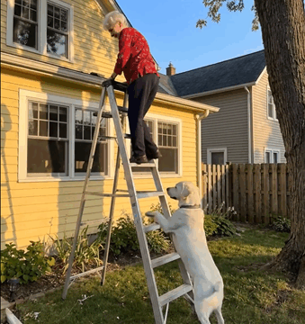My Dog Dragged Me Off the Ladder Just in Time to Avoid a Hidden Danger
