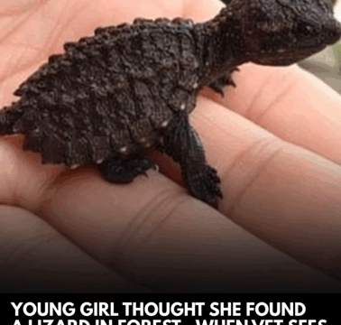 Little girl thinks she found a lizard, but the vet couldn’t believe what he saw.