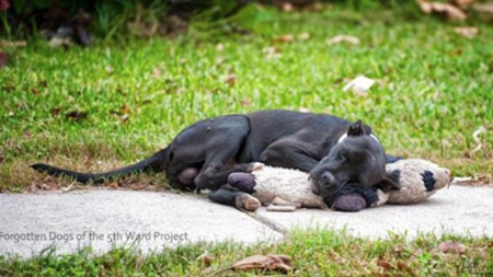 Photo of a Stray Dog Draws Attention to a Larger Animal Welfare Crisis in Houston